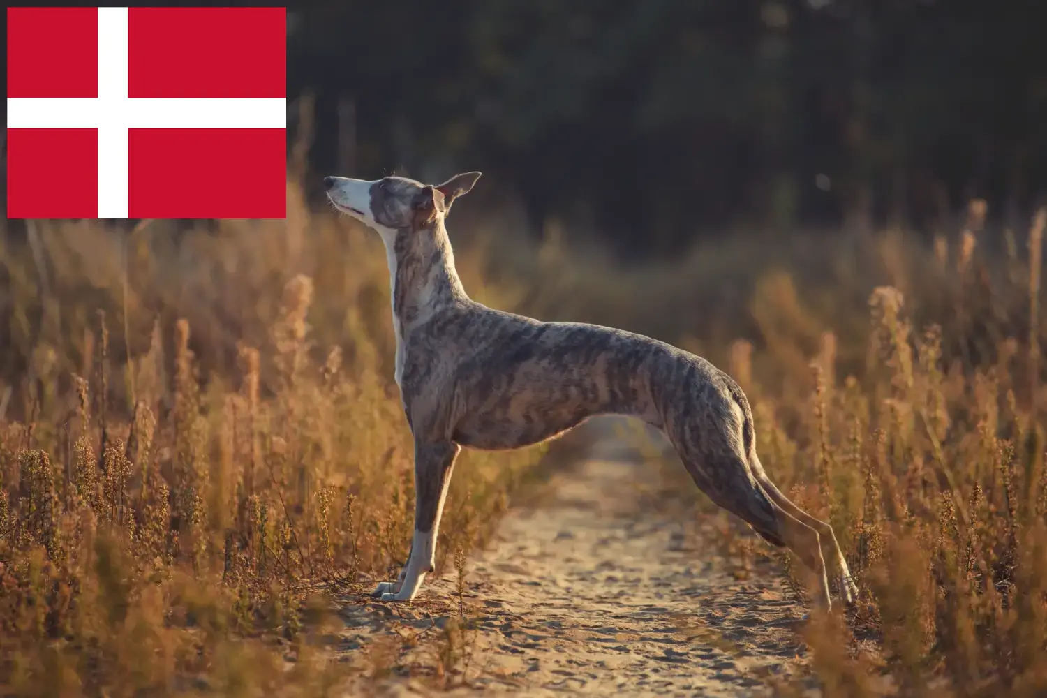 Whippet kiskutyák és tenyésztők Dánia Keress Whippet tenyésztőket Dánia területén.