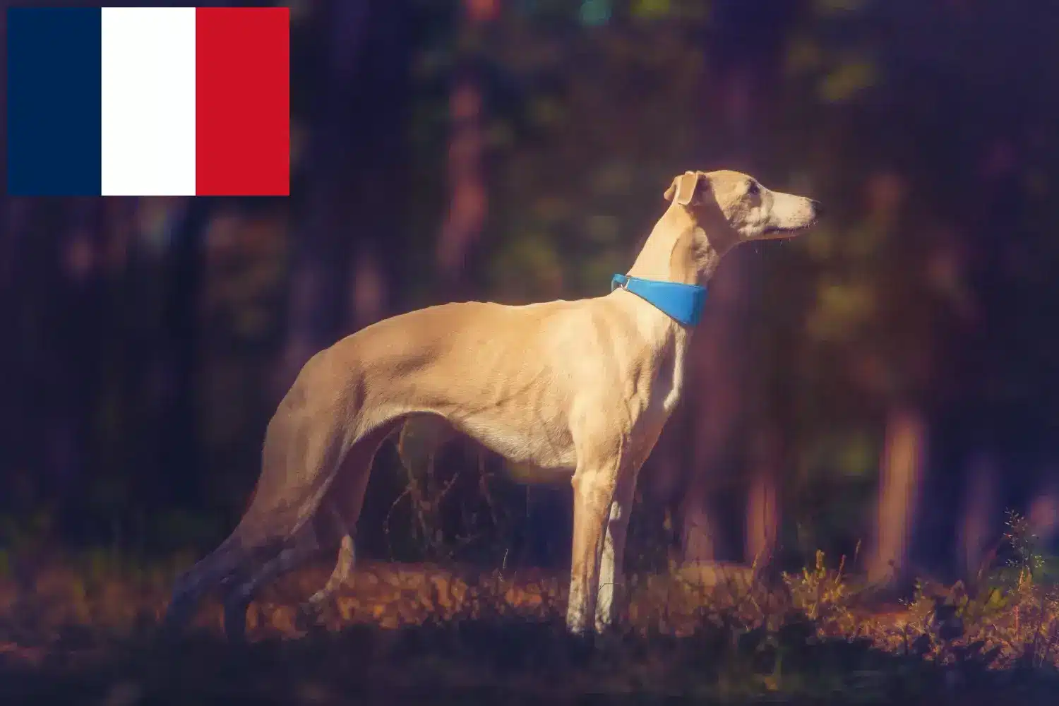 Whippet kölykök és tenyésztők Franciaország Itt találhat Whippet tenyésztőket Franciaországban.