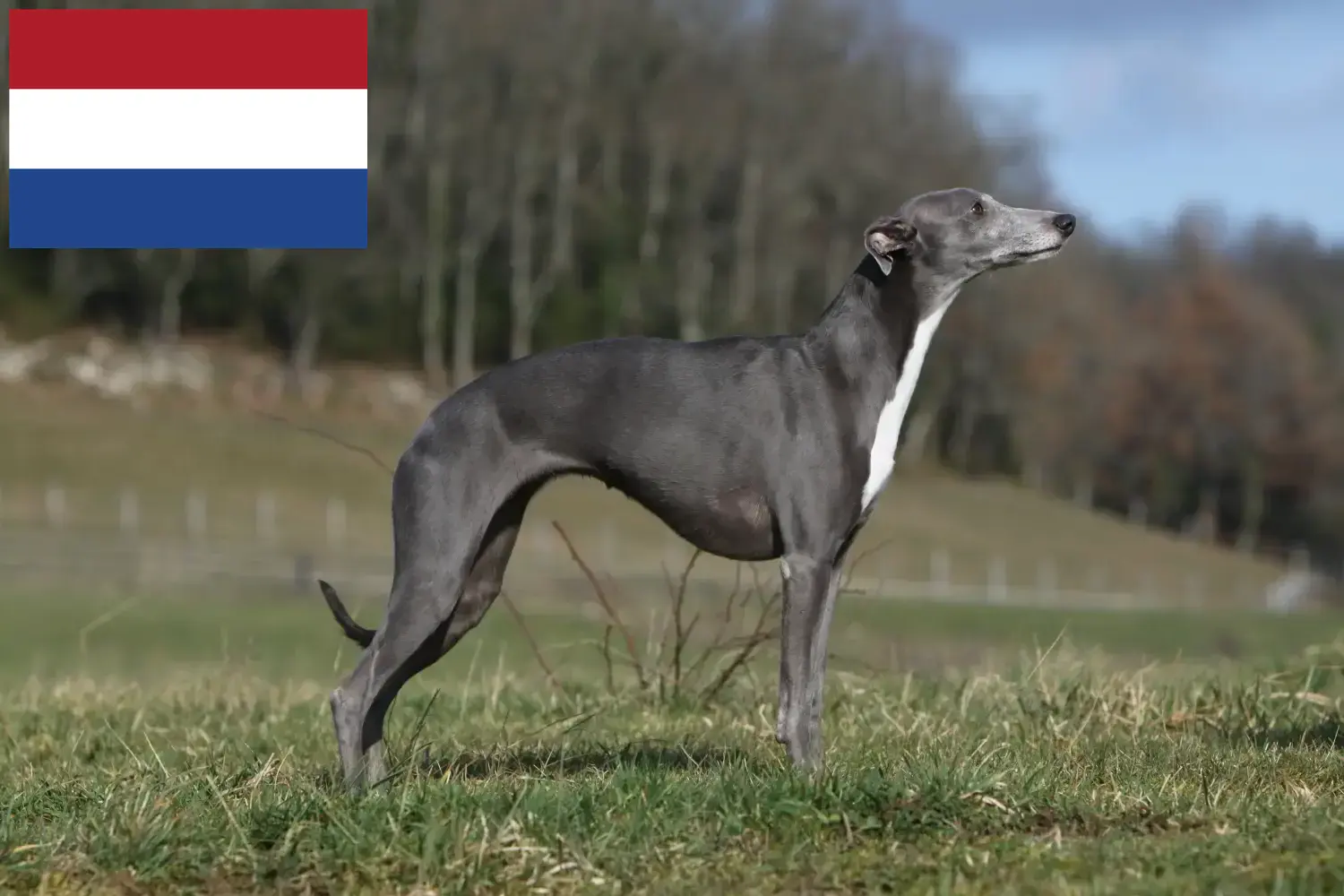 Whippet kölykök és tenyésztők Hollandia Whippet tenyésztők keresése Hollandia területén.
