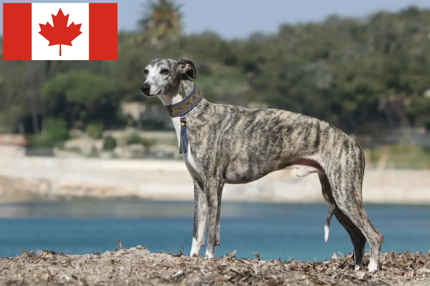 Whippet kiskutyák és tenyésztők Kanada Keress Whippet tenyésztőket Kanada területén.