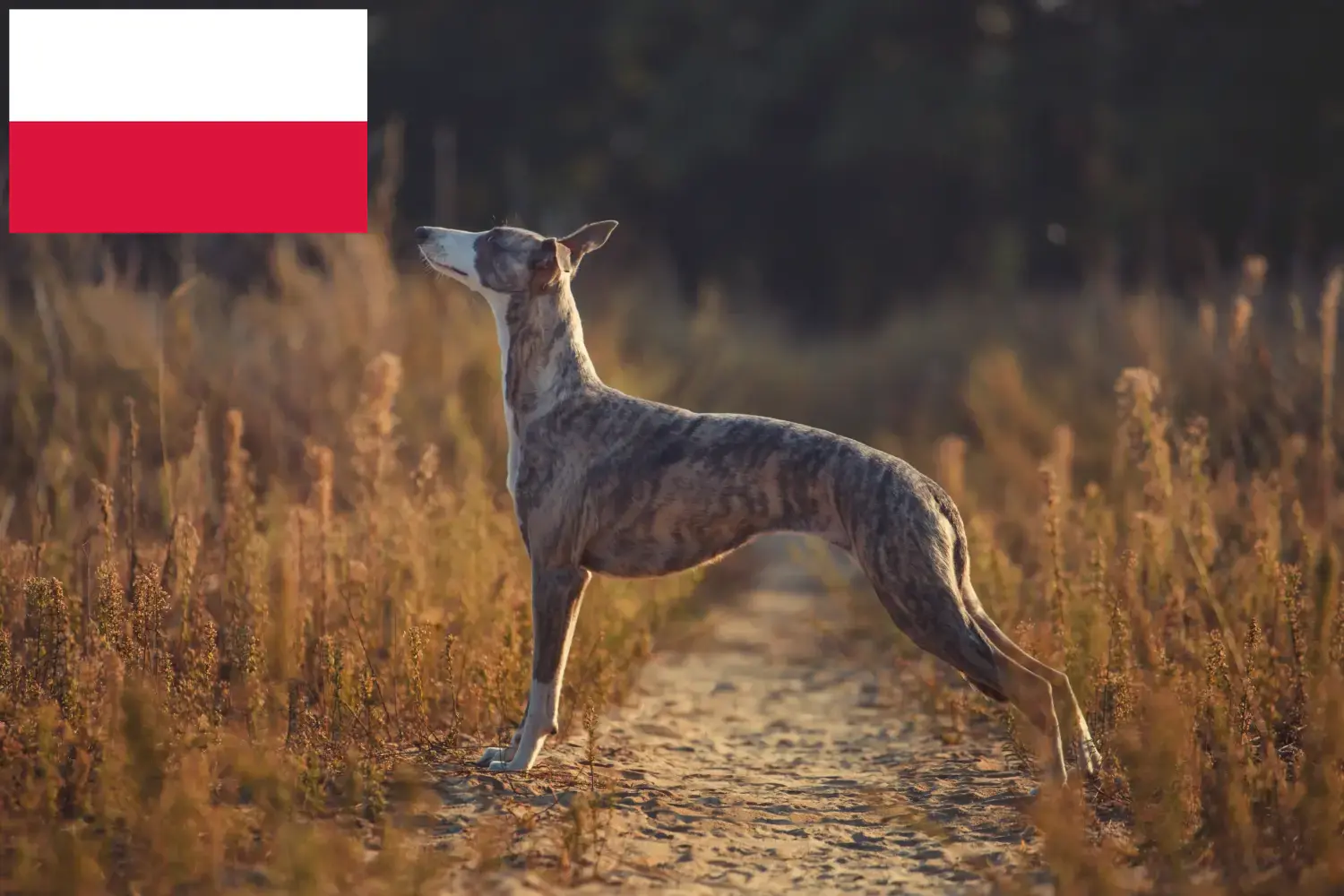 Whippet kiskutyák és tenyésztők Lengyelország Lengyelországi Whippet tenyésztőket itt találsz.