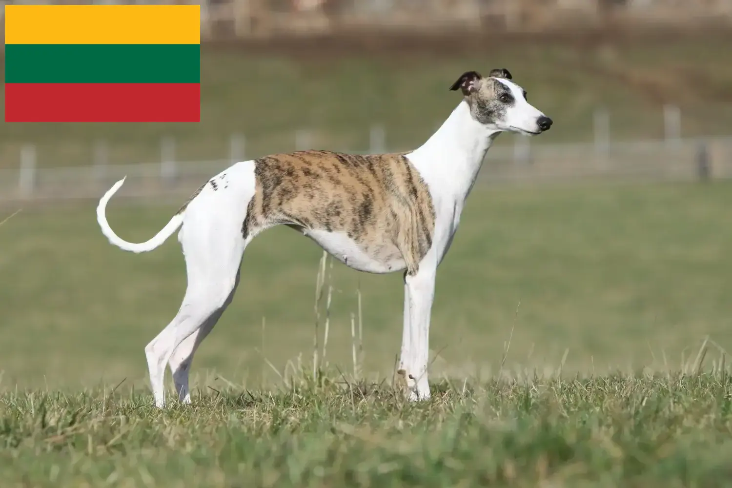 Whippet kiskutyák és tenyésztők Litvánia Keress Whippet tenyésztőket Litvániában.