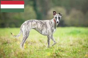 Read more about the article Whippet tenyésztők és kölykök Magyarországon