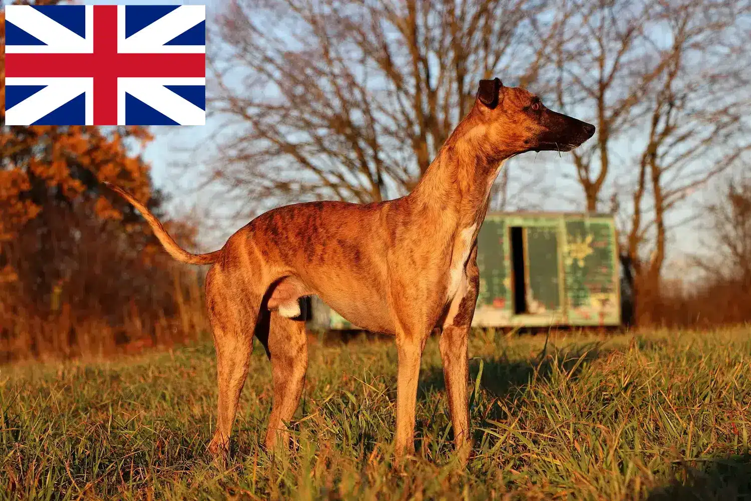 Whippet kiskutyák és tenyésztők Nagy-Britannia Itt találhat Whippet tenyésztőket Nagy-Britanniában.