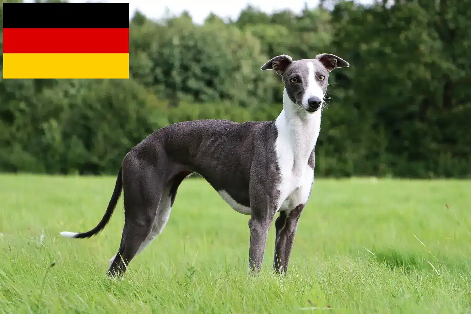 Whippet kiskutyák és tenyésztők Németország Itt találhat Whippet tenyésztőket Németországban.