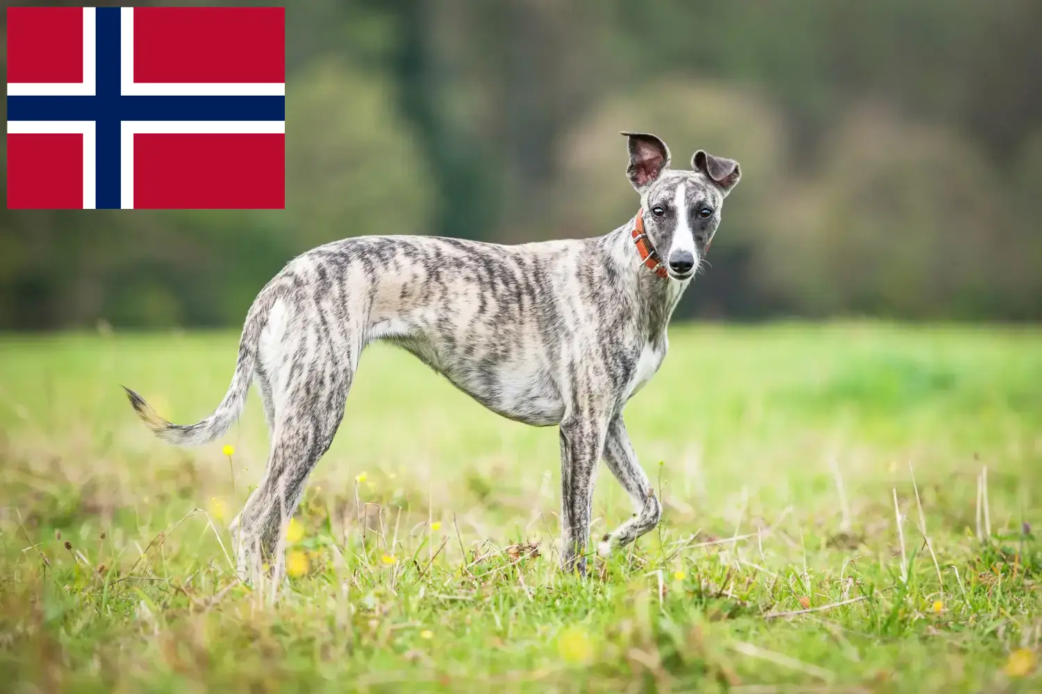 Whippet kiskutyák és tenyésztők Norvégia Keress Whippet tenyésztőket Norvégia területén.