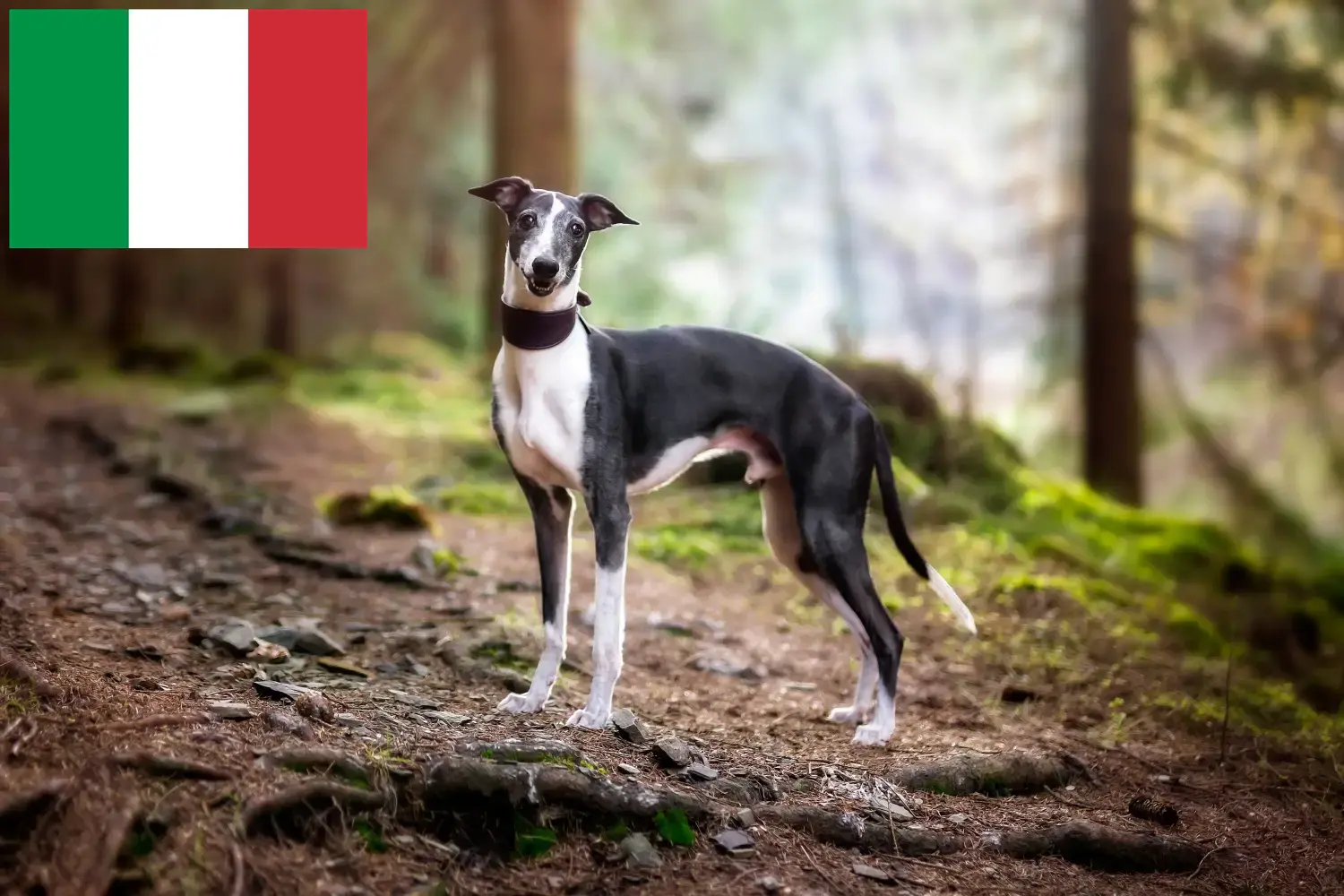 Whippet kiskutyák és tenyésztők Olaszországban Itt megtalálhatja az olaszországi Whippet tenyésztőket.