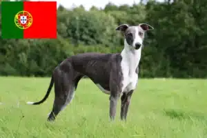 Read more about the article Whippet tenyésztők és kölykök Portugáliában
