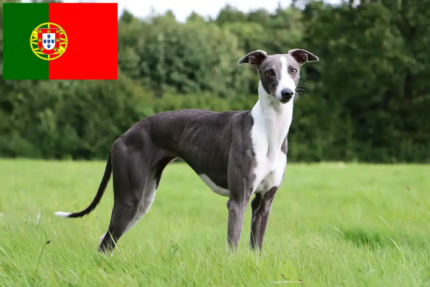 Whippet kölykök és tenyésztők Portugália Whippet tenyésztőket Portugália területén itt talál.