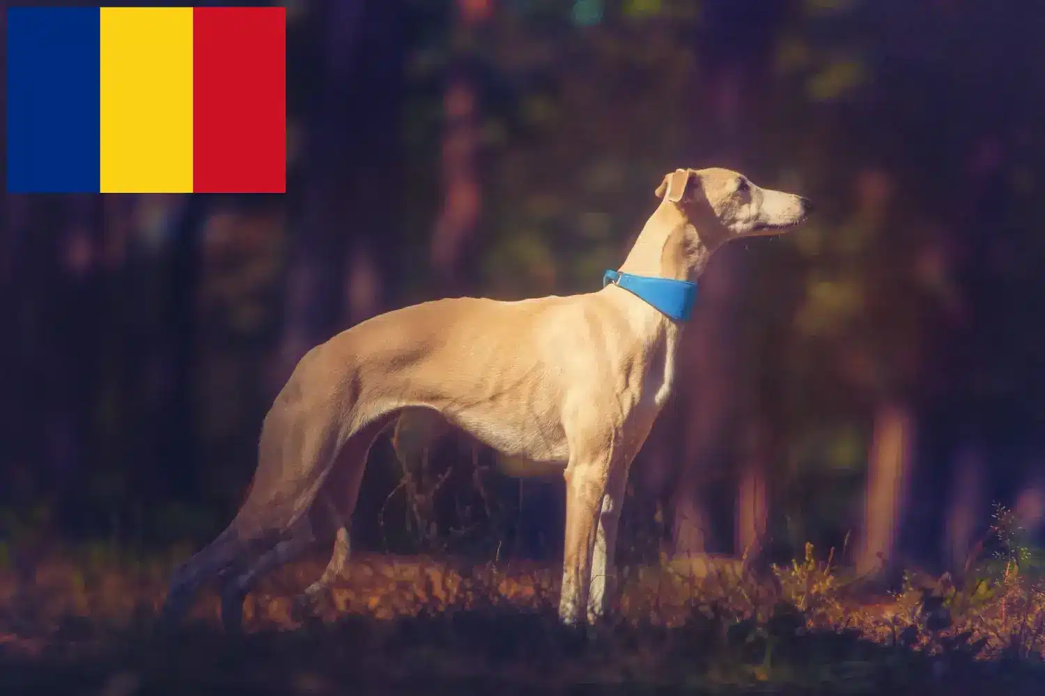 Whippet kölykök és tenyésztők Románia Keress Whippet tenyésztőket Románia területén.