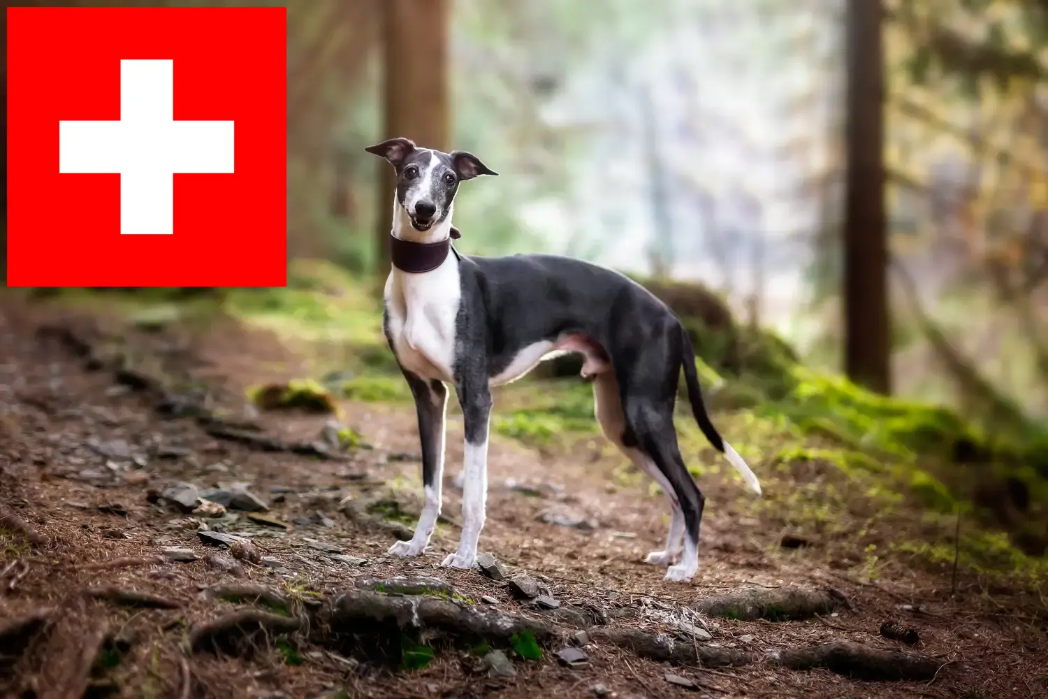 Whippet kölykök és tenyésztők Svájcban Itt találhat Whippet tenyésztőket Svájcban.