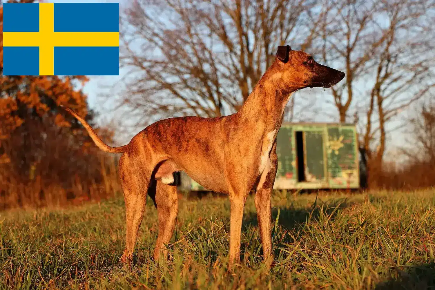 Whippet kölykök és tenyésztők Svédországban Whippet tenyésztőket Svédországban itt talál.