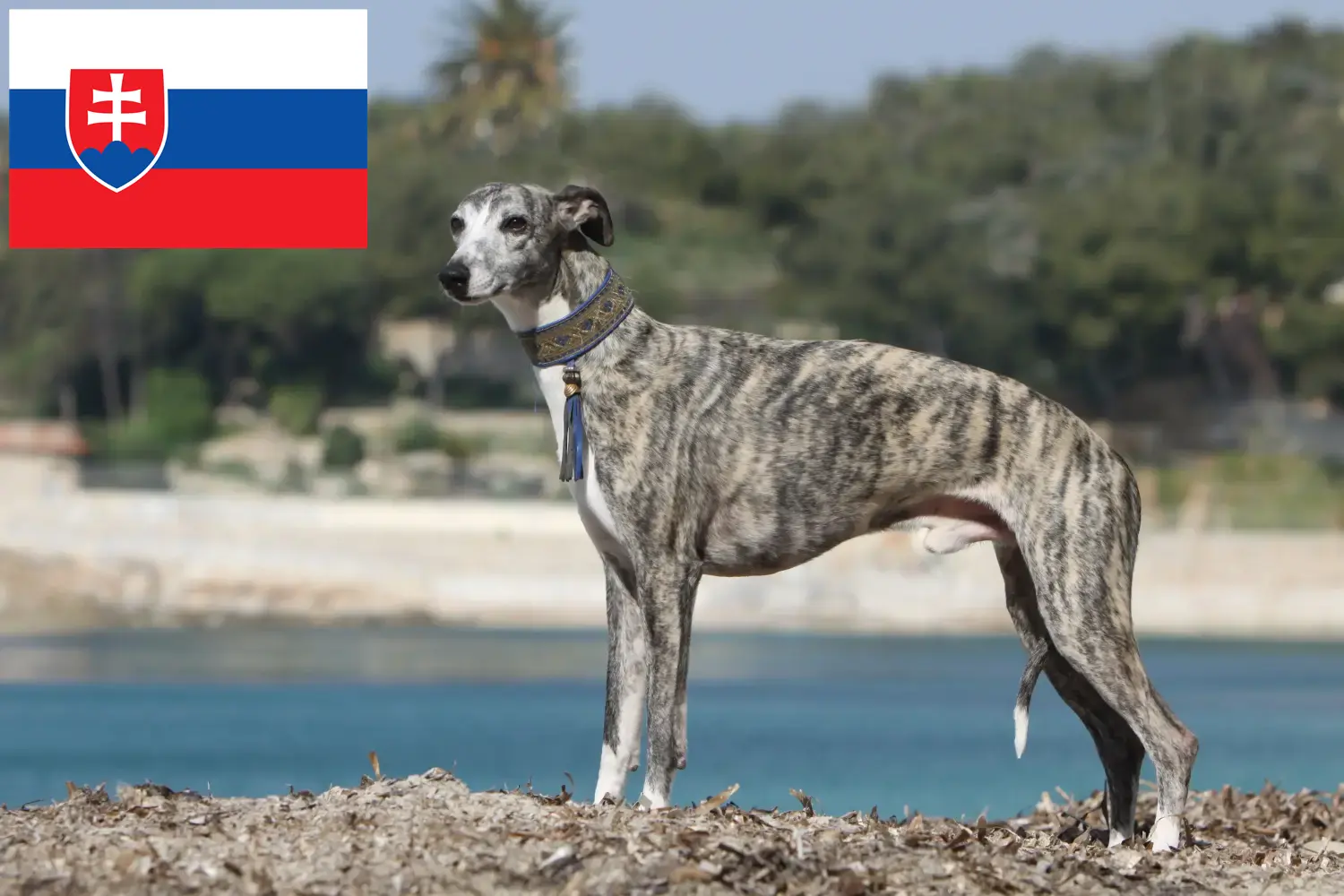 Whippet kiskutyák és tenyésztők Szlovákia Whippet tenyésztőket Szlovákiában itt találsz.