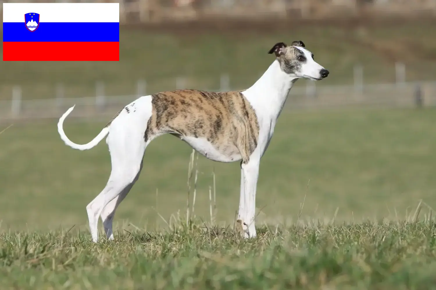 Whippet kiskutyák és tenyésztők Szlovénia Keress Whippet tenyésztőket Szlovéniában.