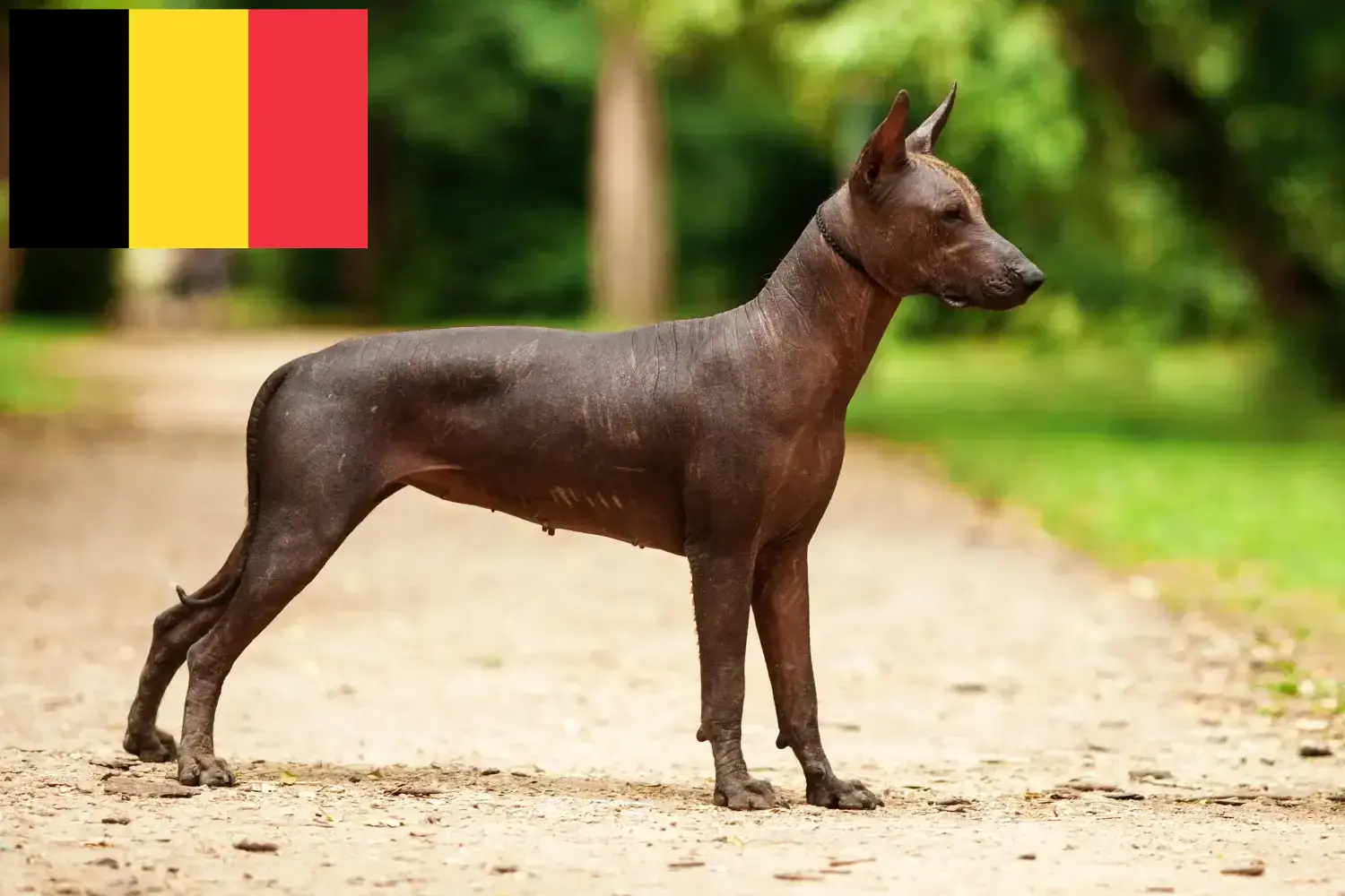 Xolo kiskutyák és tenyésztők Belgium Xolos tenyésztőket Belgiumban itt találsz.