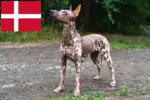 Read more about the article Xolo tenyésztők és kölykök Dániában