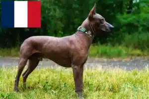 Read more about the article Xolo tenyésztők és kiskutyák Franciaországban