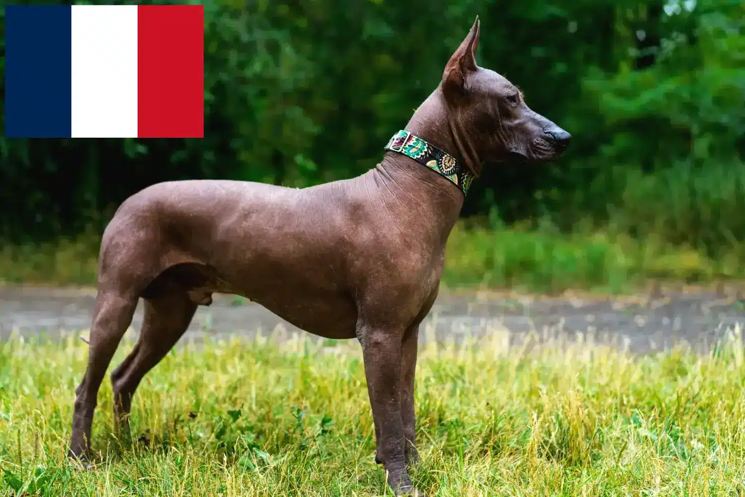 Xolo kiskutyák és tenyésztők Franciaország Itt talál Xolos tenyésztőket Franciaországban.