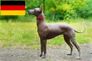 Read more about the article Xolo tenyésztők és kiskutyák Németországban