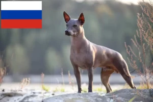 Read more about the article Xolo tenyésztők és kiskutyák Oroszországban