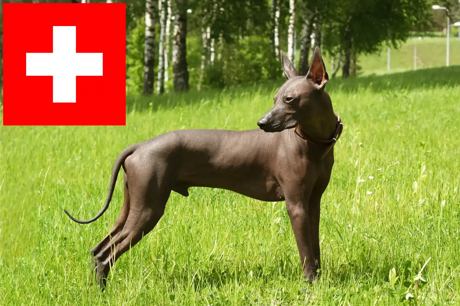 Xolo kölykök és tenyésztők Svájcban Itt talál Xolos tenyésztőket Svájcban.