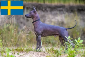 Read more about the article Xolo tenyésztők és kölykök Svédországban