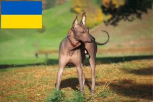 Read more about the article Xolo tenyésztők és kölykök Ukrajnában