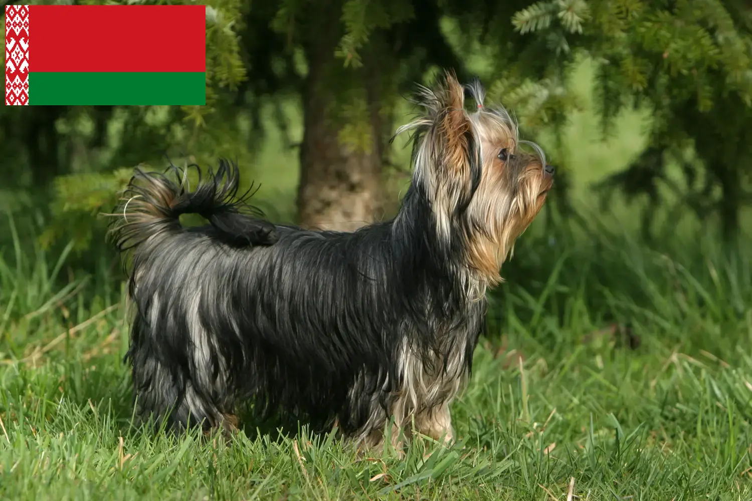 Yorkshire Terrier kölykök és tenyésztők Fehéroroszország Keress Yorkshire terrier tenyésztőket Fehéroroszországban.