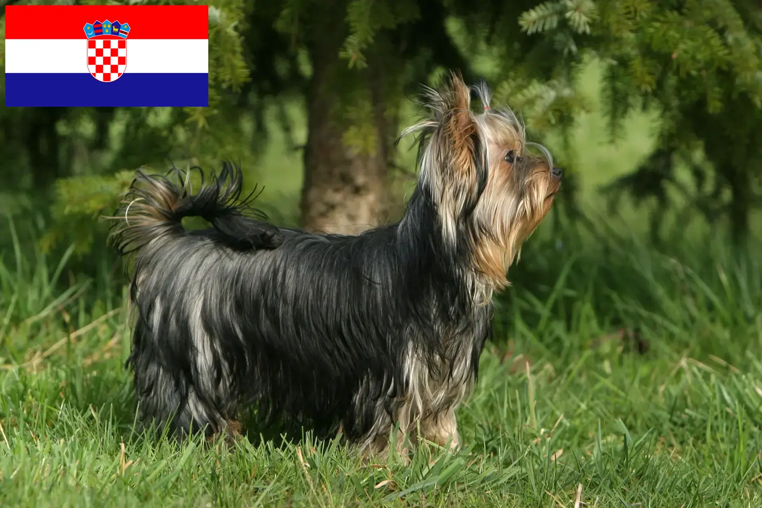 Yorkshire terrier kiskutyák és tenyésztők Horvátország Yorkshire terrier tenyésztőket Horvátországban itt találsz.