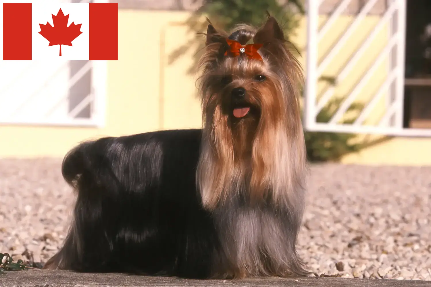 Yorkshire Terrier kiskutyák és tenyésztők Kanada Itt találhatsz Yorkshire terrier tenyésztőket Kanadában.