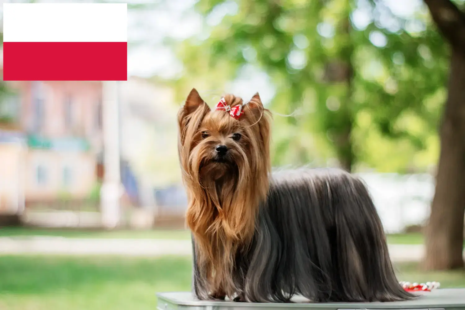 Yorkshire terrier kölykök és tenyésztő Lengyelország Itt találhat Yorkshire terrier tenyésztőket Lengyelországban.