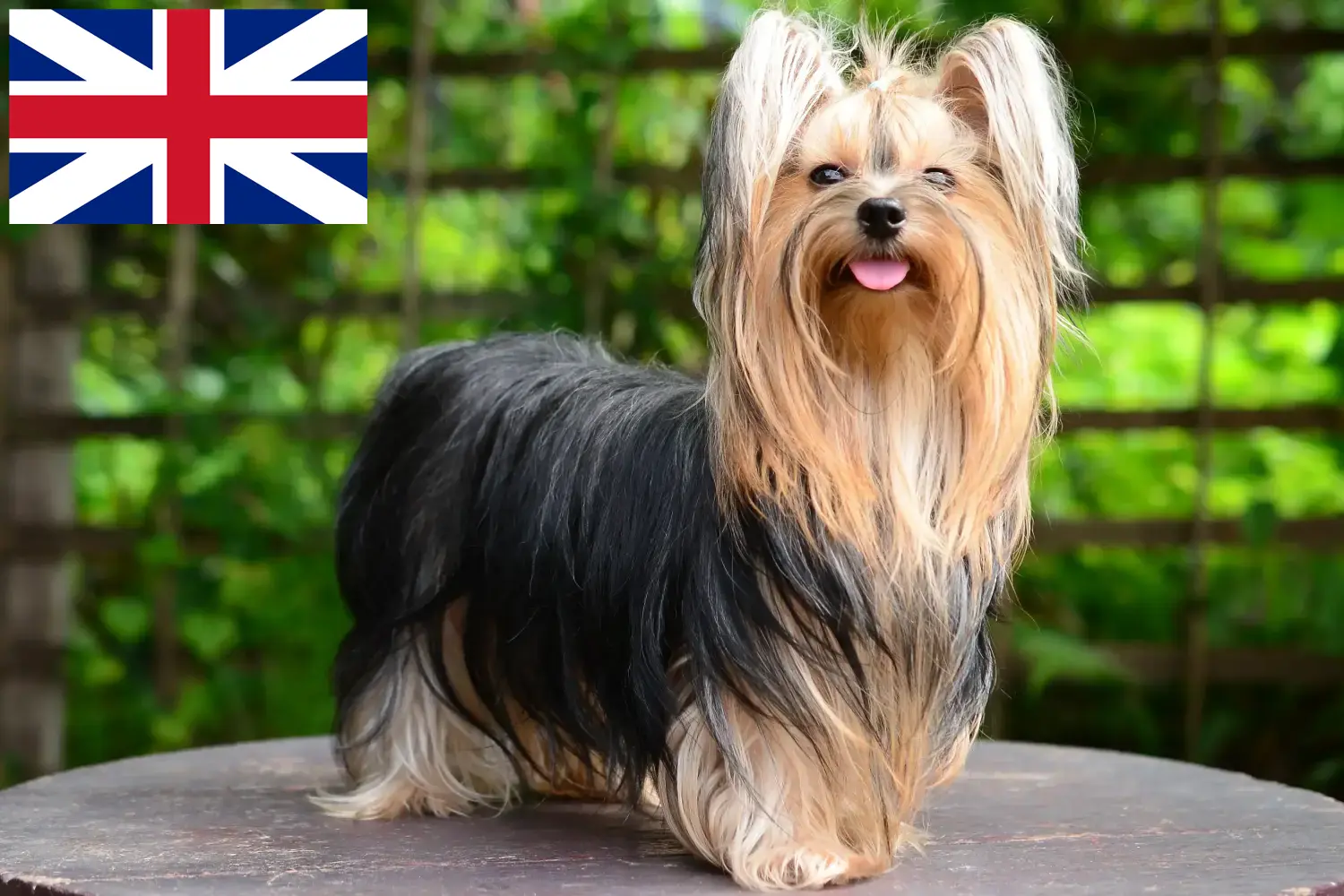 Yorkshire terrier kiskutyák és tenyésztők Nagy-Britannia Yorkshire terrier tenyésztők keresése Egyesült Királyságban.