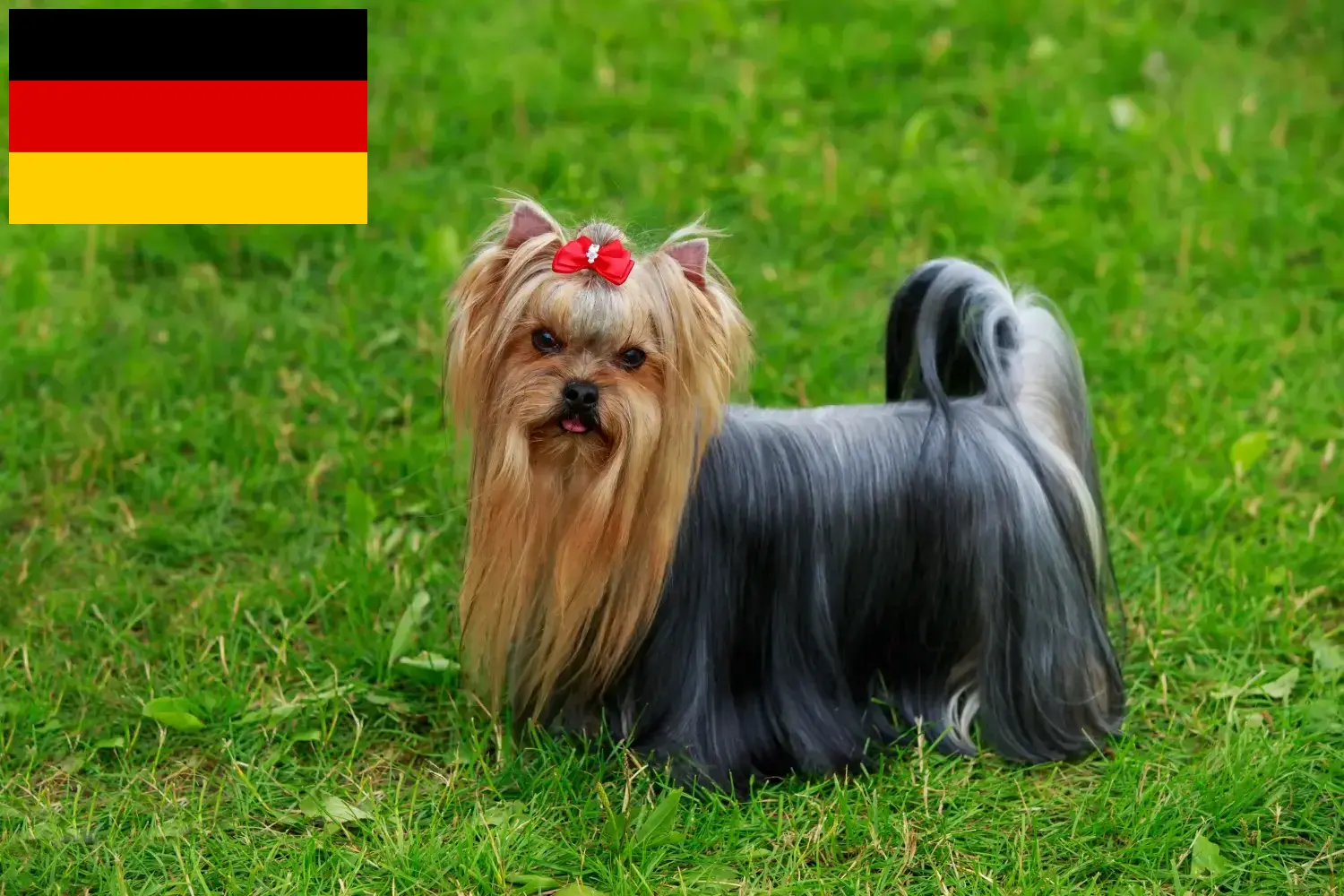 Yorkshire terrier kölykök és tenyésztők Németország Itt találhat Yorkshire terrier tenyésztőket Németországban.