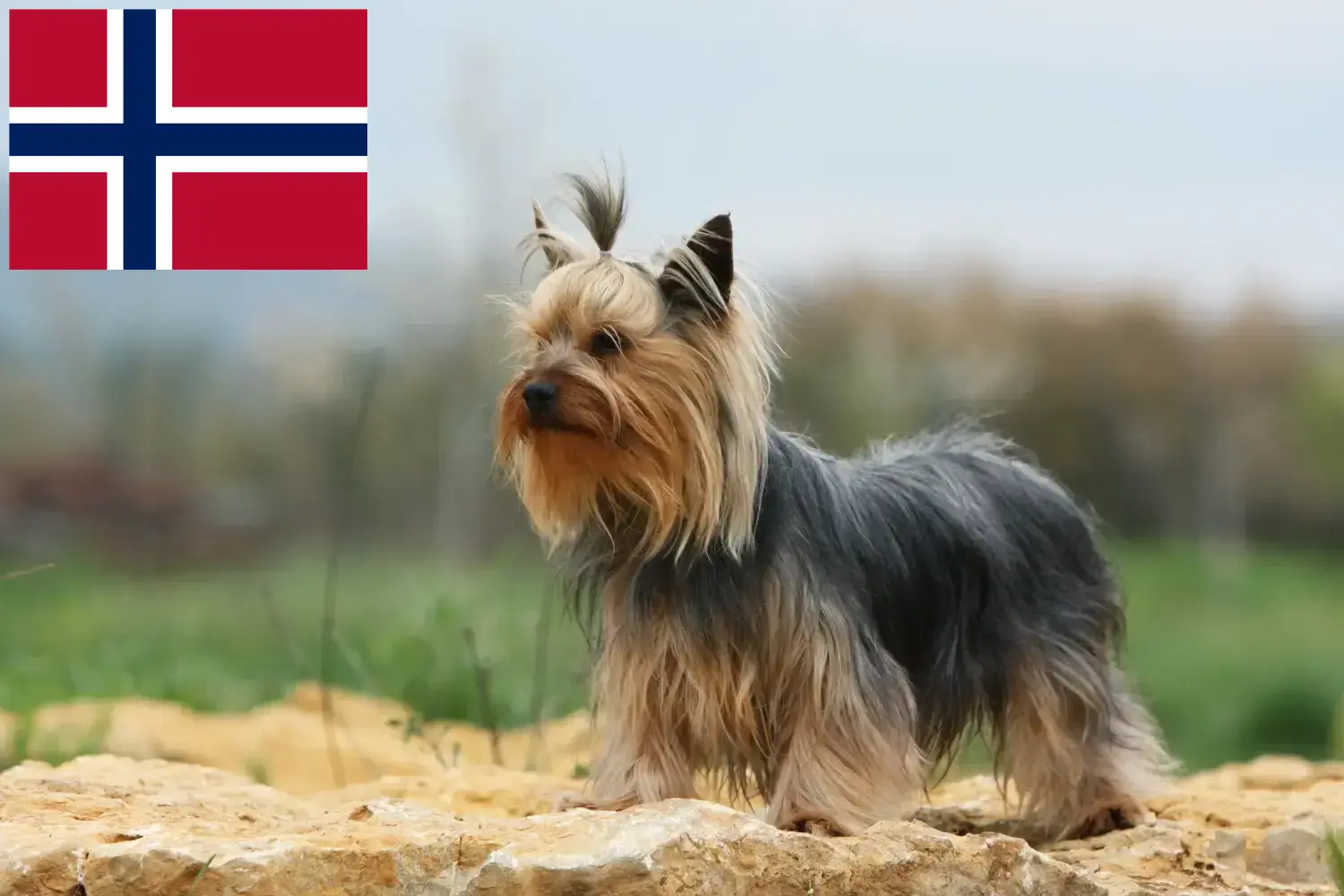 Yorkshire terrier kiskutyák és tenyésztők Norvégia Itt találhat Yorkshire terrier tenyésztőket Norvégiában.