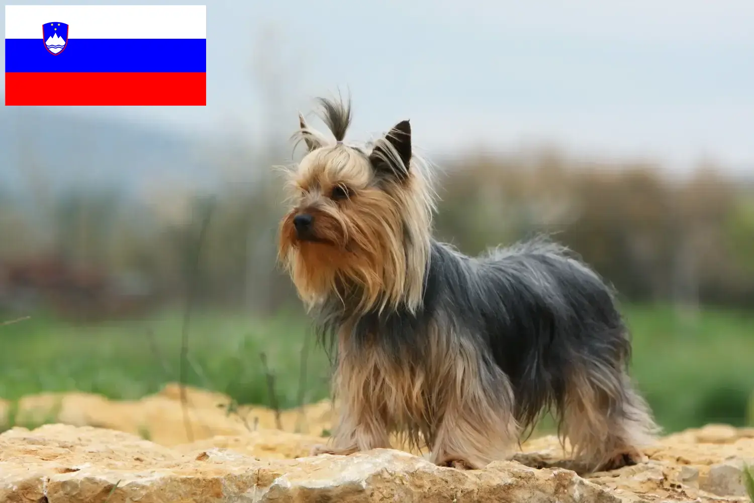 Yorkshire terrier kölykök és tenyésztők Szlovénia Szlovénia-i Yorkshire terrier tenyésztőket itt találsz.