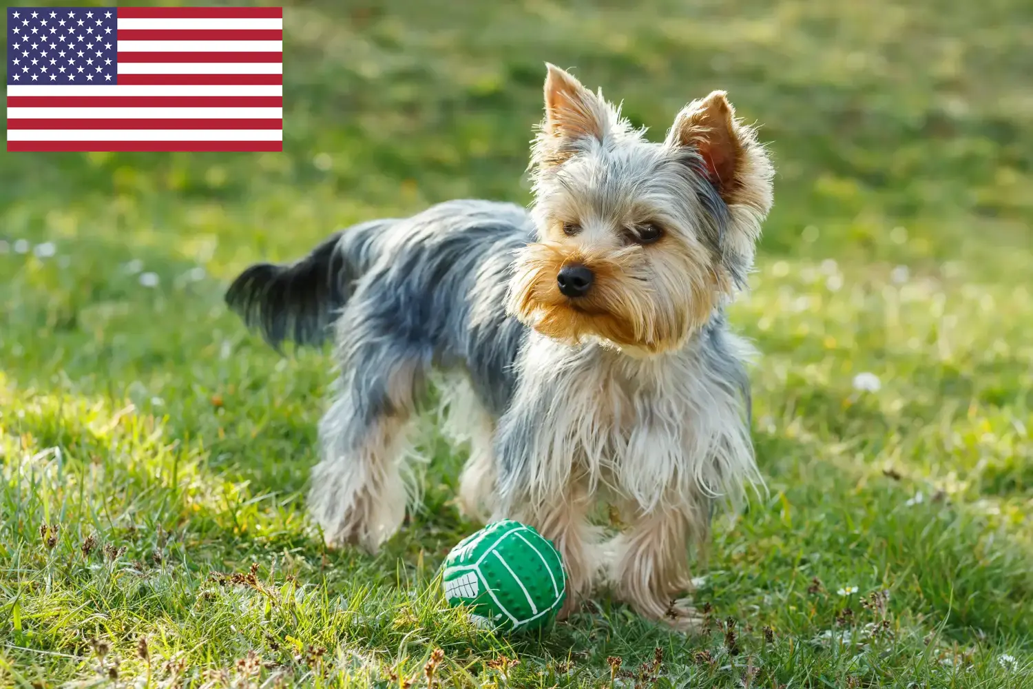 Yorkshire Terrier kiskutyák és tenyésztők USA Yorkshire terrier tenyésztőket az USA-ban itt találsz.