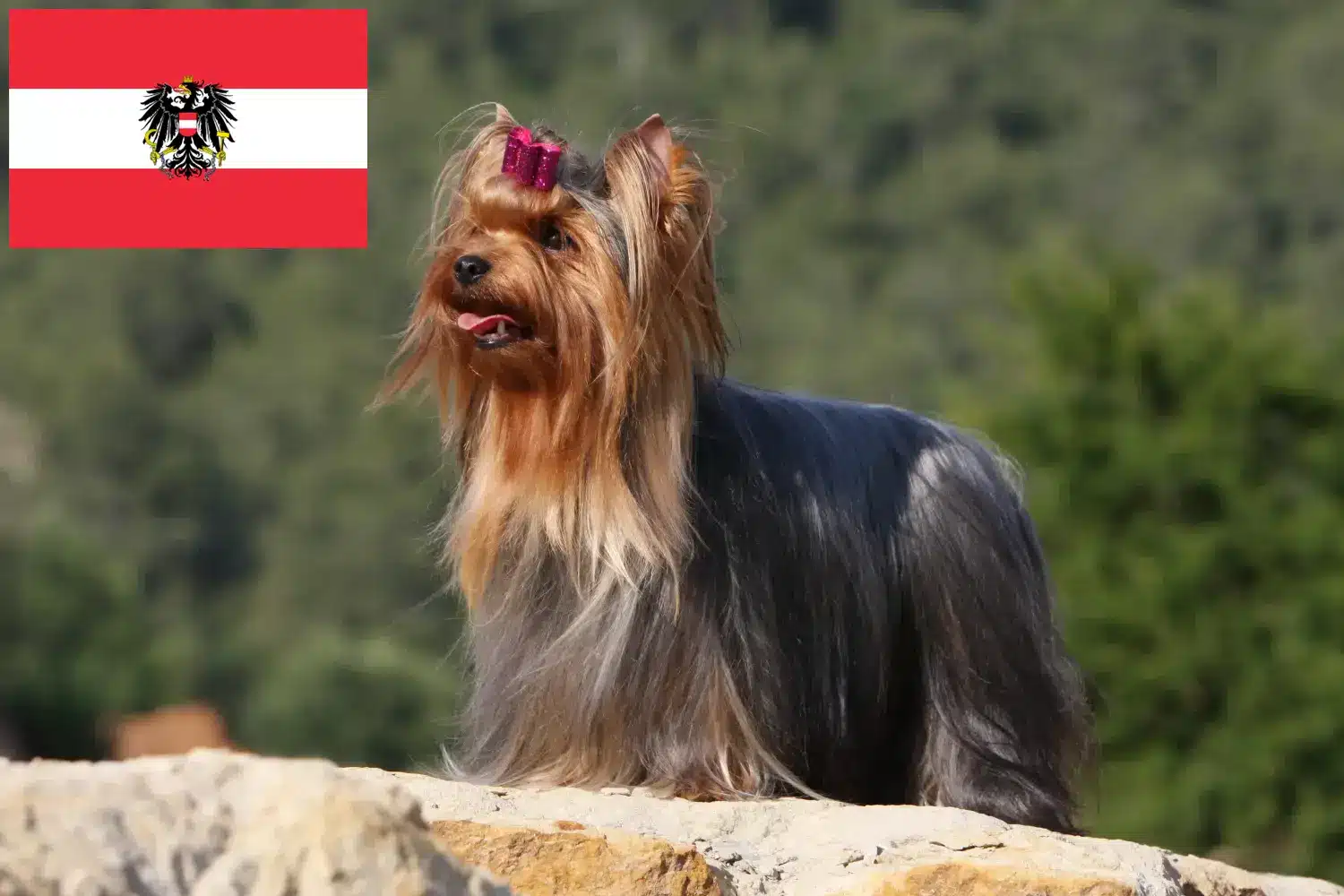 Yorkshire terrier kölykök és tenyésztők Ausztria Itt találhat Yorkshire terrier tenyésztőket Ausztriában.