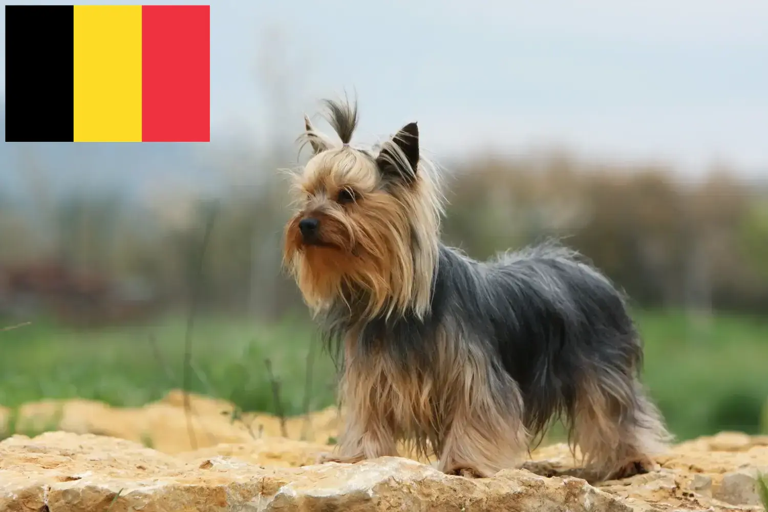 Yorkshire terrier kölykök és tenyésztők Belgium Belgiumi Yorkshire terrier tenyésztőket itt találsz.