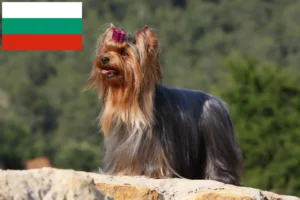 Read more about the article Yorkshire terrier tenyésztők és kölykök Bulgáriában