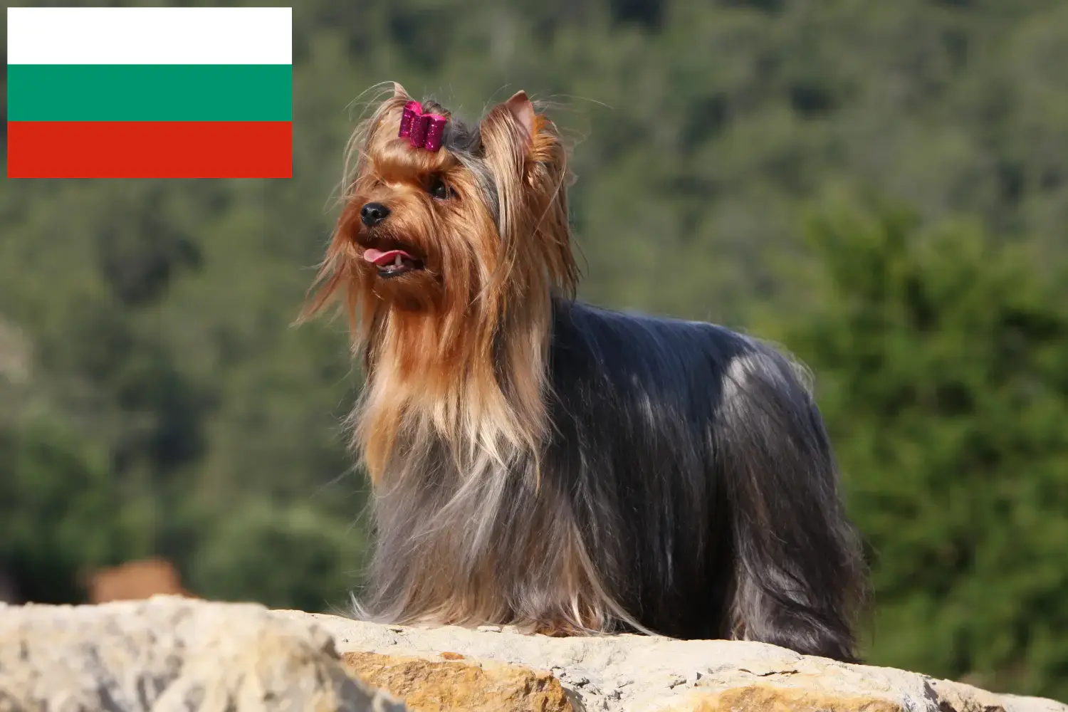 Yorkshire terrier kölykök és tenyésztők Bulgária Yorkshire terrier tenyésztőket Bulgáriában itt találsz.