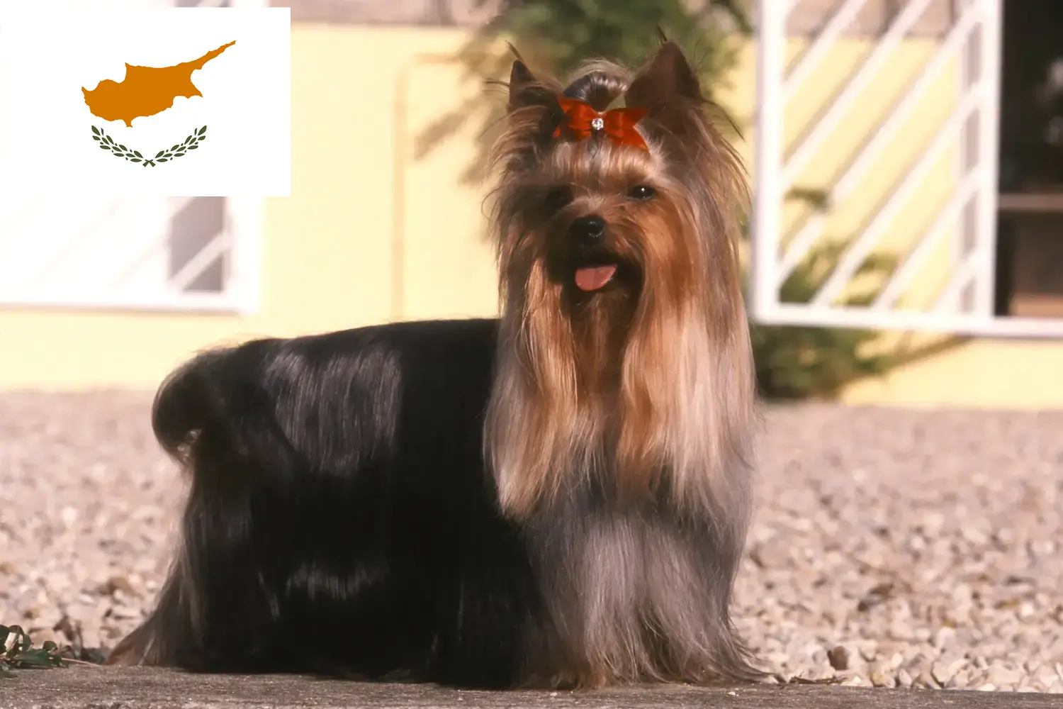 Yorkshire Terrier kölykök és tenyésztő Ciprusi Köztársaság Yorkshire terrier tenyésztők keresése Cipruson.
