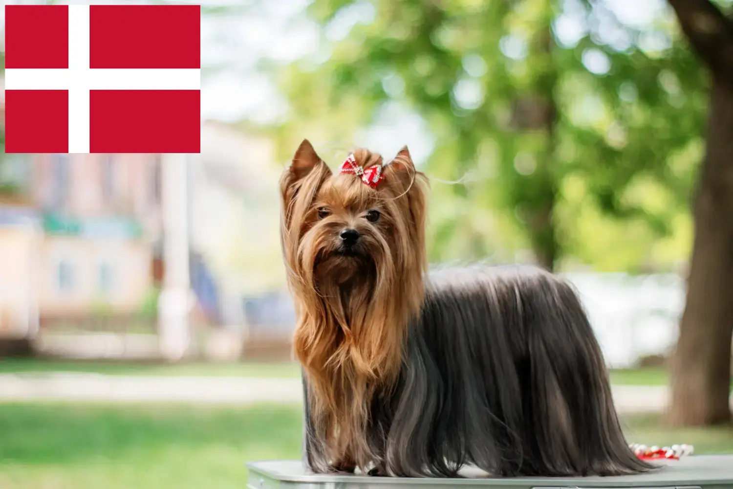 Yorkshire terrier kölykök és tenyésztők Dánia Itt megtalálja a dániai Yorkshire terrier tenyésztőket.