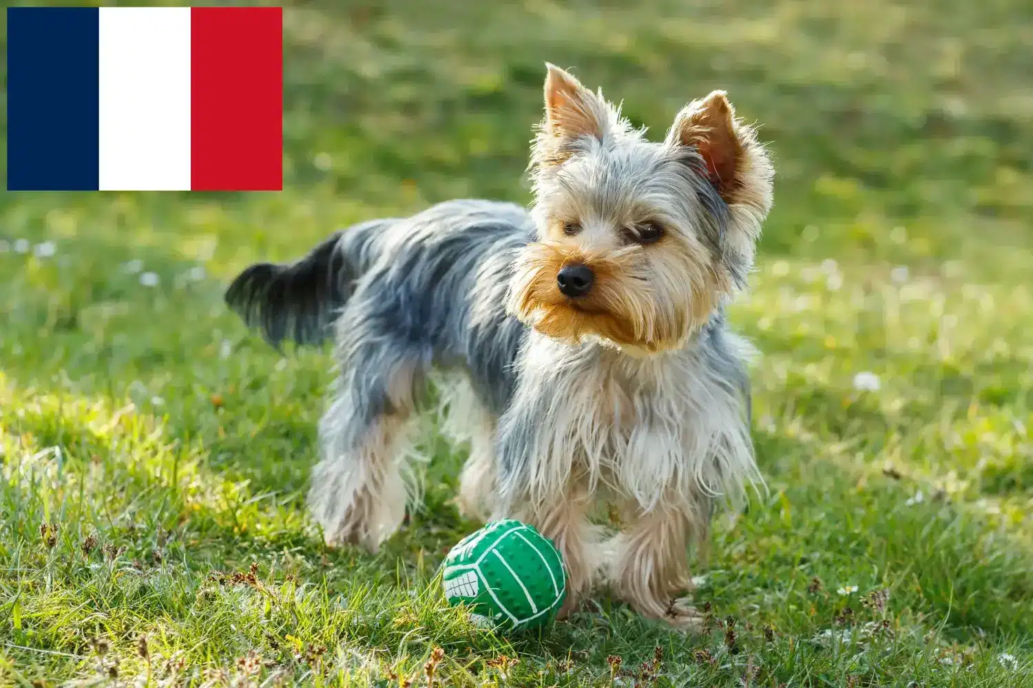 Yorkshire terrier kölykök és tenyésztők Franciaország Itt találhat Yorkshire terrier tenyésztőket Franciaországban.