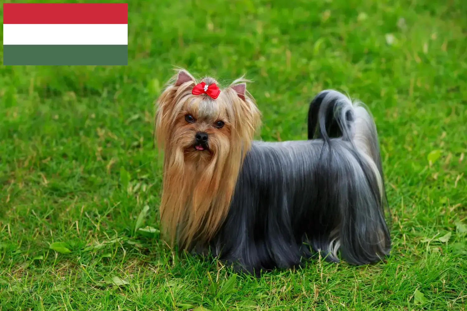 Yorkshire terrier kölykök és tenyésztő Magyarország Itt találsz Yorkshire terrier tenyésztőket Magyarországon.