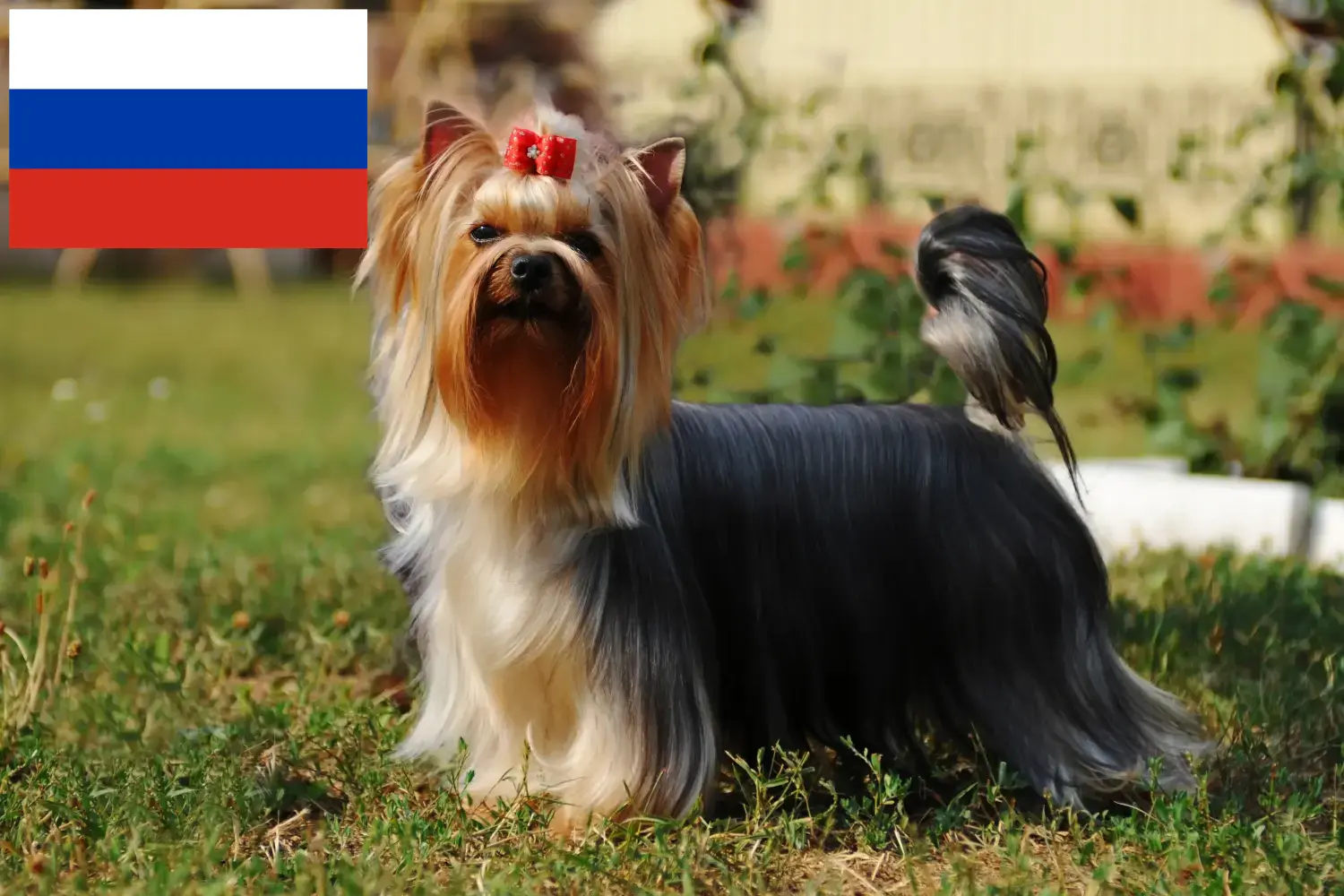 Yorkshire terrier kölykök és tenyésztők Oroszország Itt találhat Yorkshire terrier tenyésztőket Oroszországban.