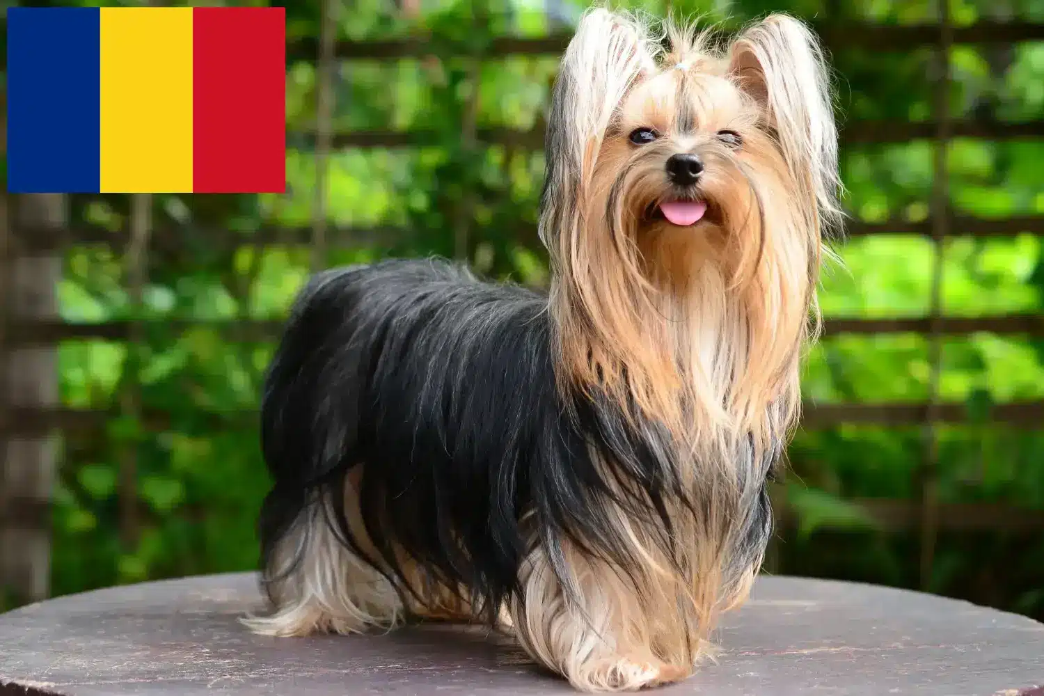 Yorkshire terrier kölykök és tenyésztők Románia Yorkshire terrier tenyésztőket Románia területén itt találsz.