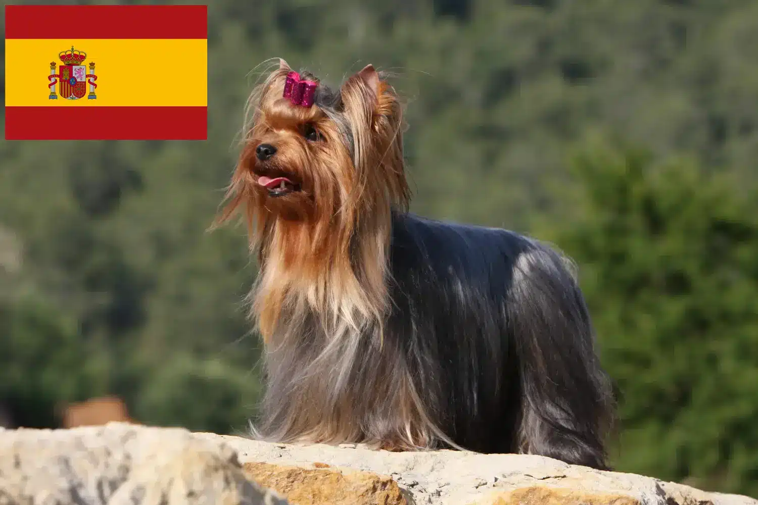 Yorkshire Terrier kölykök és tenyésztők Spanyolországban Spanyolországi Yorkshire terrier tenyésztőket itt találsz.