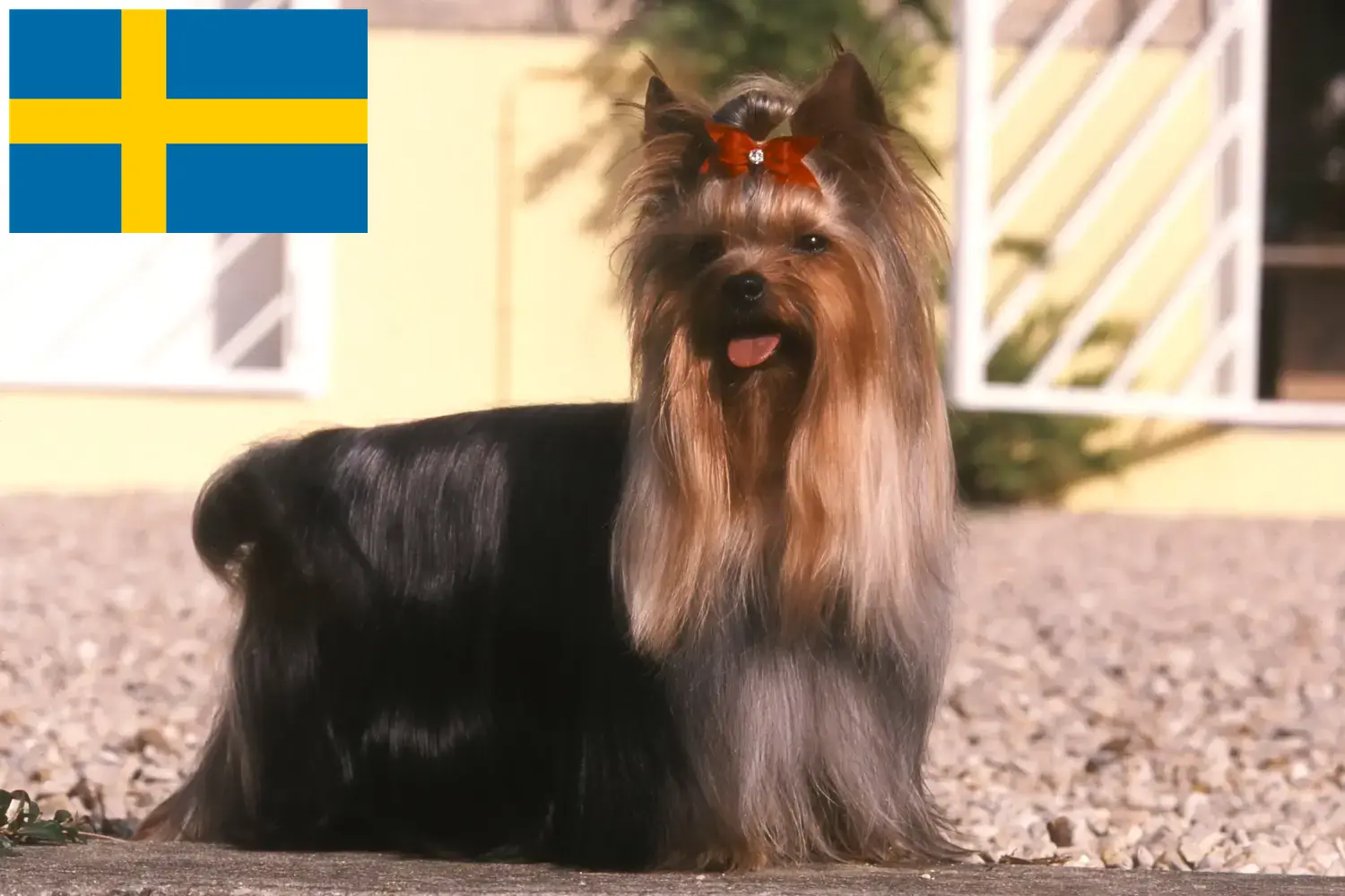 Yorkshire terrier kölykök és tenyésztők Svédországban Svédországban található yorkshire terrier tenyésztőket itt találja.