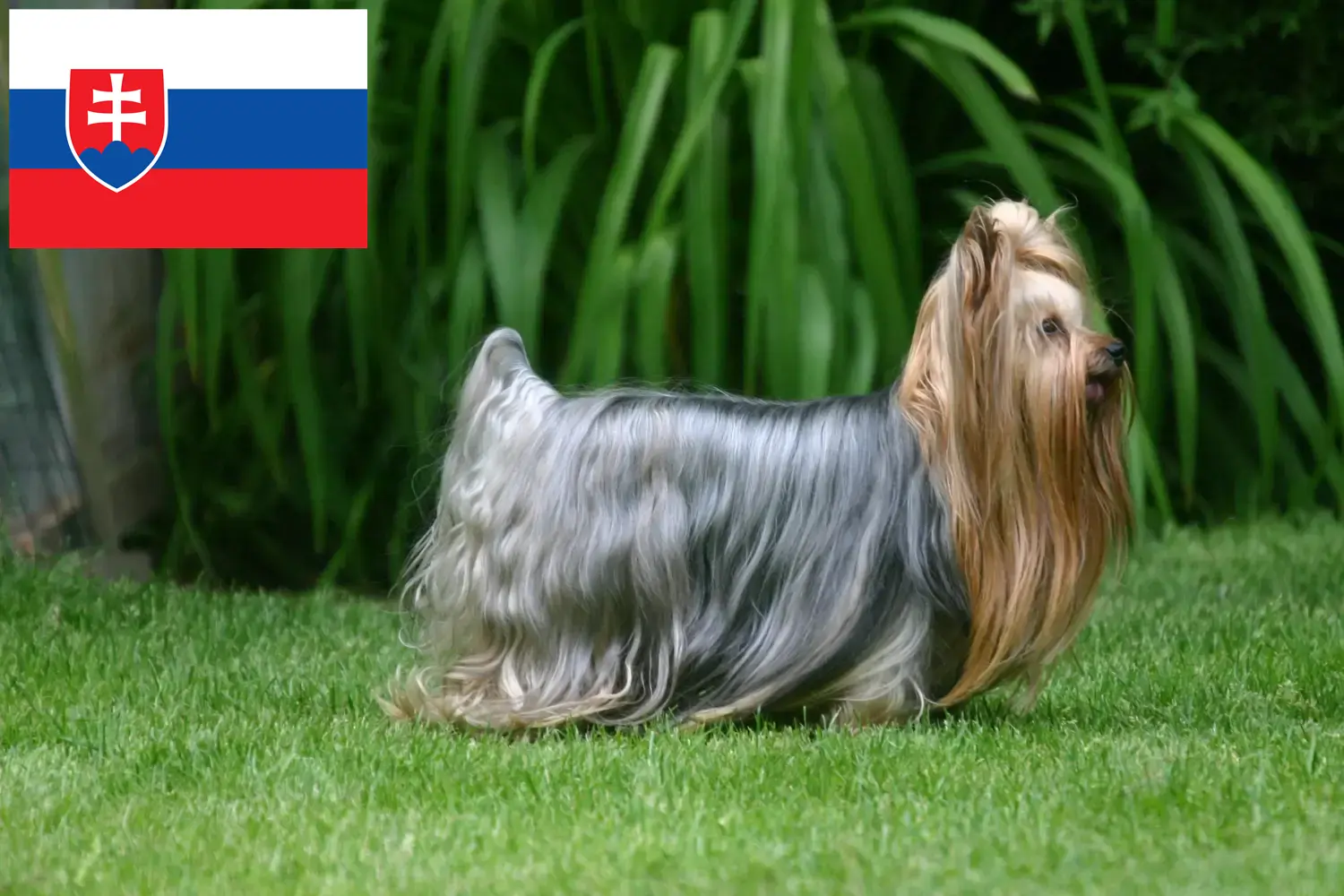 Yorkshire terrier kölykök és tenyésztő Szlovákia Yorkshire terrier tenyésztőket Szlovákiában itt találsz.