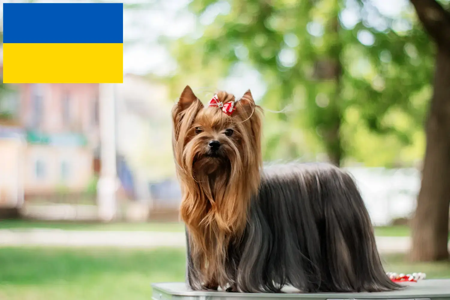 Yorkshire terrier kölykök és tenyésztők Ukrajna Itt találhat Yorkshire terrier tenyésztőket Ukrajnában.